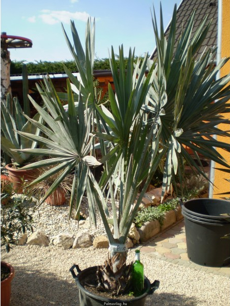 bismarckia-nobilis-60-80-cm_01.jpg_product