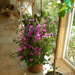 Bougamvillea 80-100cm