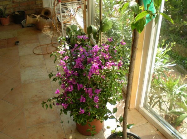 Bougamvillea 80-100cm