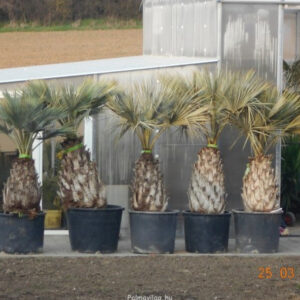 Brahea Armata tőrzs 100 cm tőrzs