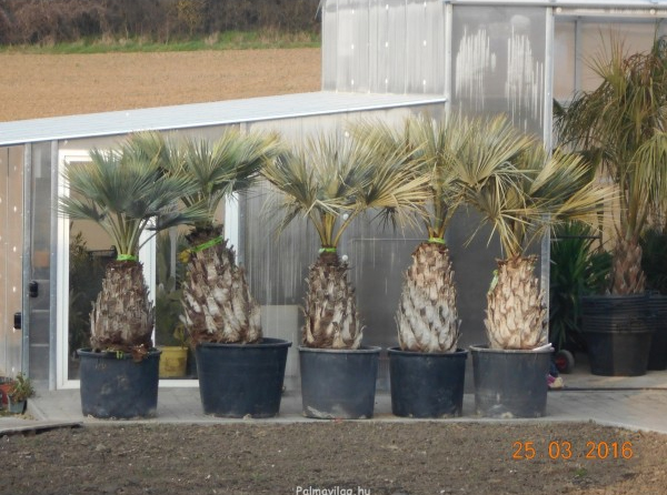 Brahea Armata.jpg_product