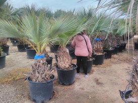 Brahea Armata  60cm tőrzs