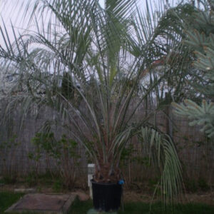 Butia Capitata: törzs 40 cm