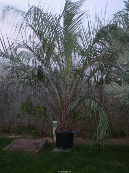 Butia Capitata: törzs 40 cm