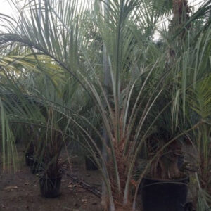 Butia Capitata: törzs 40 cm