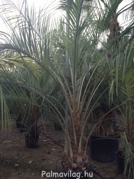 Butia Capitata 200-210.jpg_product