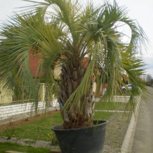 Butia Capitata teljes 300-330 cm -15 fokig fagytűrő