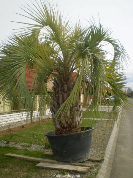 Butia Capitata teljes 300-330 cm -15 fokig fagytűrő