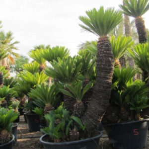 Cicas Revoluta szobor