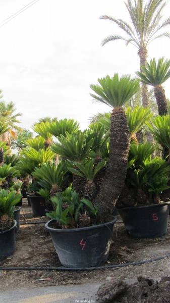 Cicas Revoluta szobor.jpg