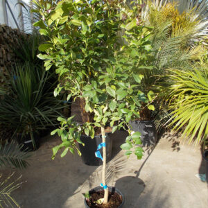 Citrus Limon - citrom