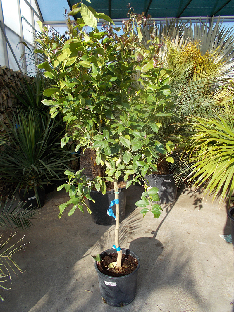 Citrus Limon - citrom