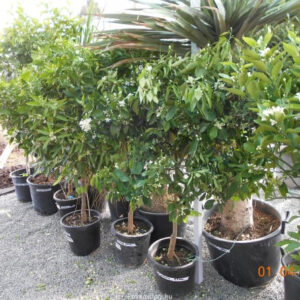 Citrus sinensis narancs termő 160 cm