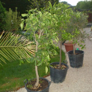 Citrus sinensis narancs termő 160 cm