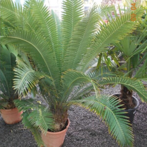 Cycas Dioni