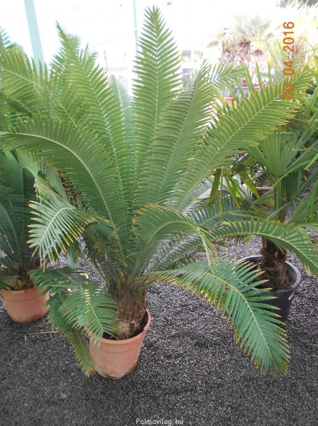 Cycas Dioni