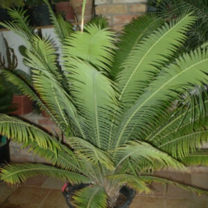 Cycas Dioni