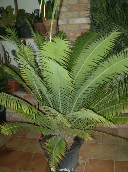 Cycas Dioni.jpg_product