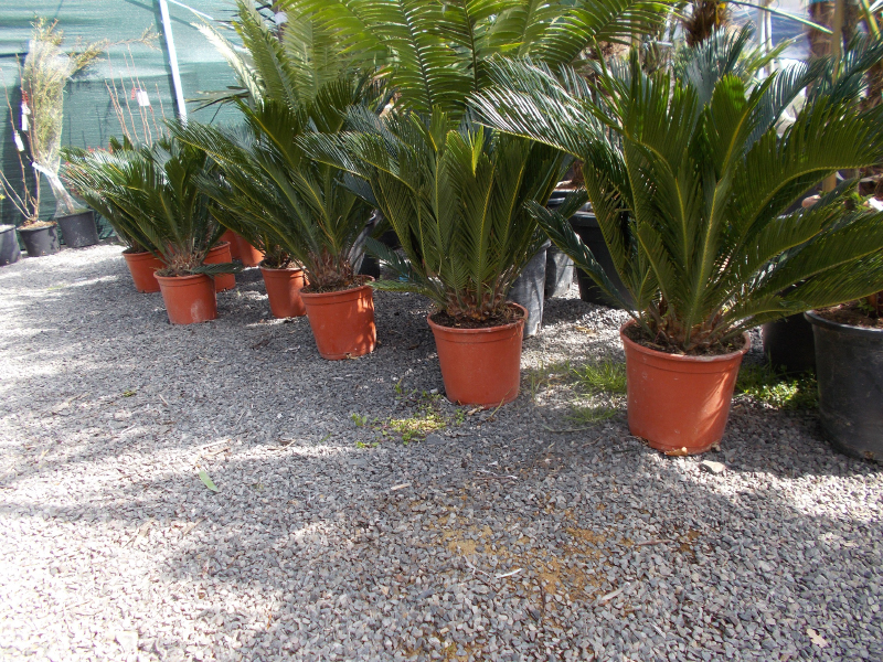 Cycas Revoluta