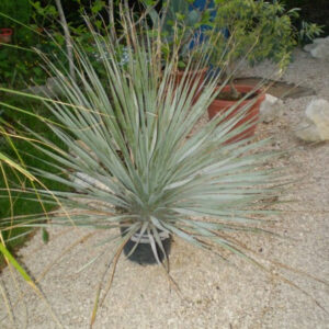 Dasylirion Serratifolium 60cm