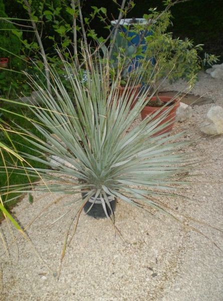 Dasylirion Serratifolium.jpg