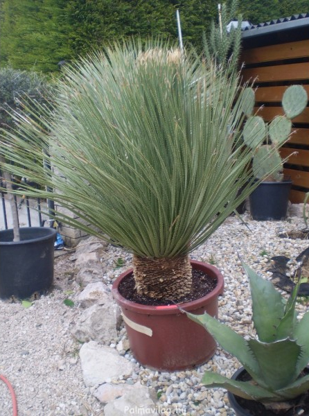 Dasylirion Serratifolium_02.jpg_product