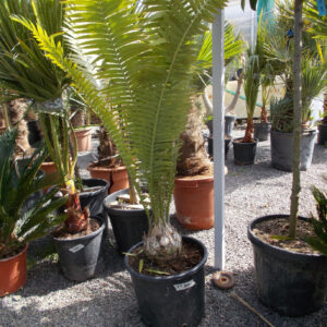 Diion Spinolosum ÚJ!