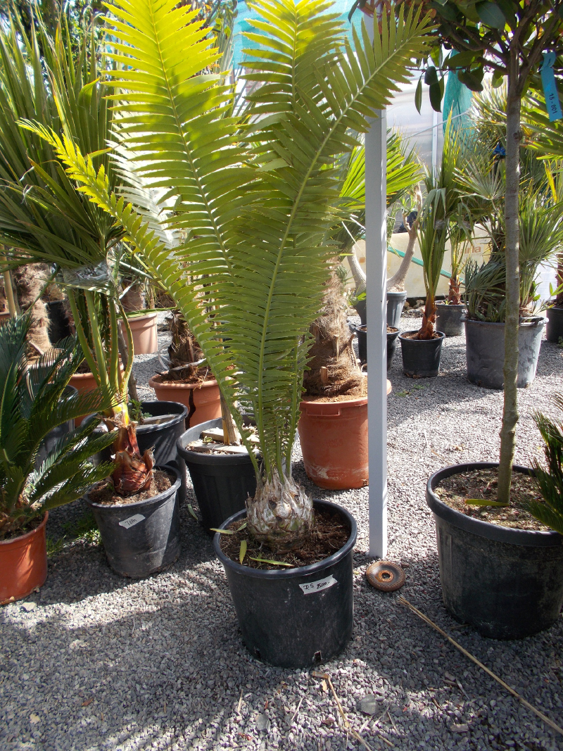 Diion Spinolosum_2018.jpg