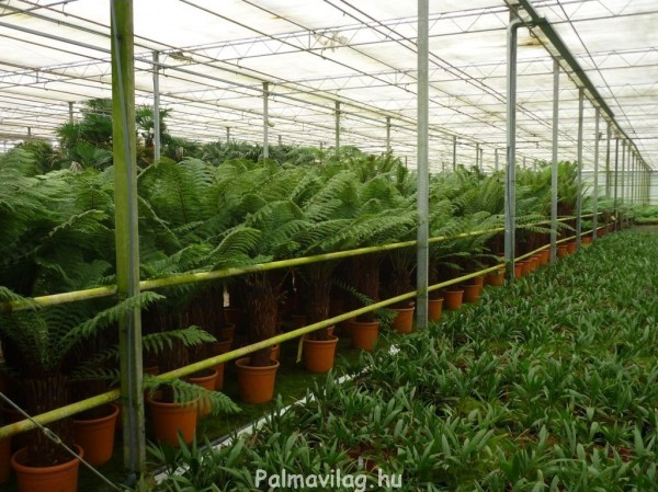 Diksonia Antartica.jpg