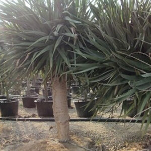 Dracaena Draco (sárkányfa)
