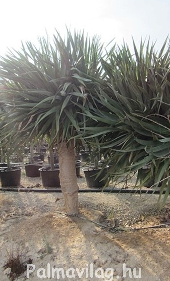 Dracaena Draco (sárkányfa)