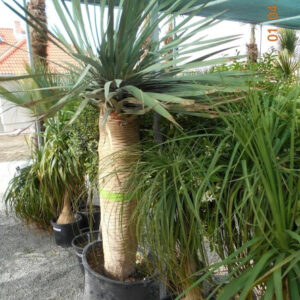 Dracaena Draco (sárkányfa) teljes 3 méter