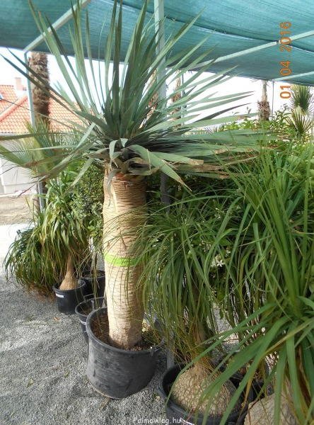 Dracaena Draco (sárkányfa) teljes 3 méter