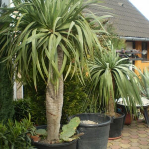 Dracaena Draco (sárkányfa) teljes 3 méter