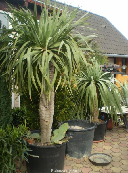 Dracaena Draco_01.jpg_product