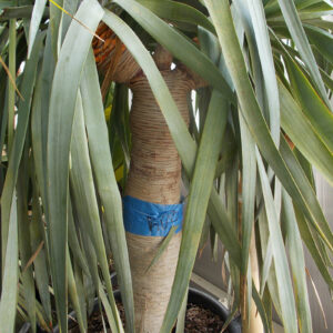 Dracena Draco háromágú ÚJ!