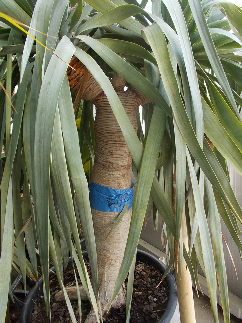 Dracena Draco haromagu_2018.jpg