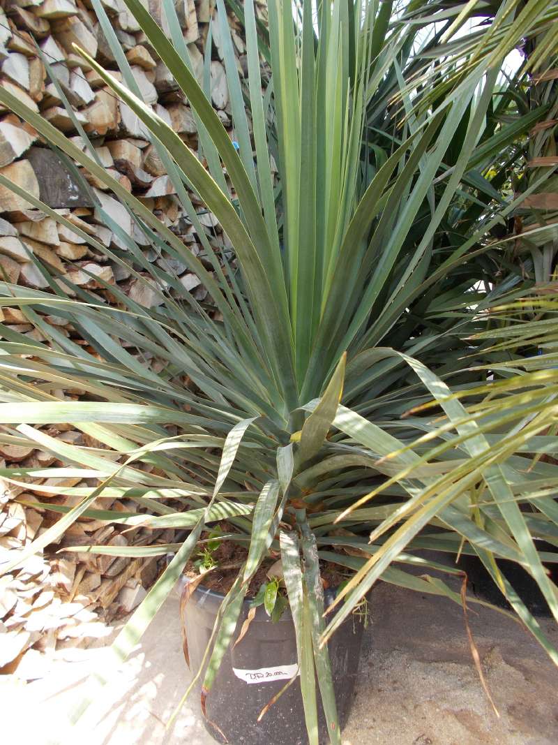 Dracena Draco