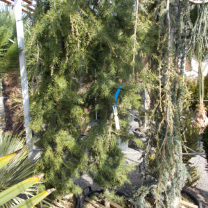 Himalája Cédrus ÚJ