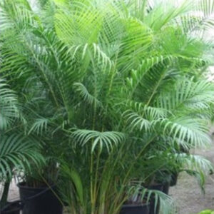 Howea forsteriana teljes 200 cm