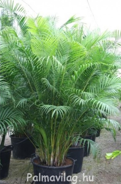 Howea forsteriana teljes 220 cm.jpg