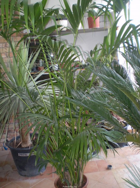 Howea forsteriana teljes 220 cm.jpg_product