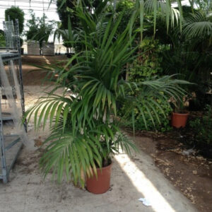 Hovea forsteriana 200 cm