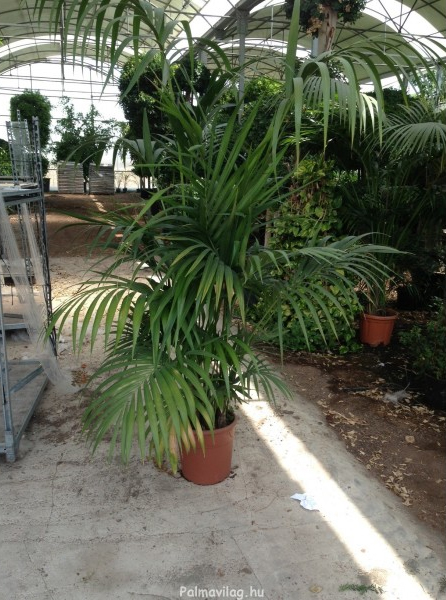 Howea forsteriana_04.jpg_product