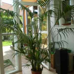 Hovea forsteriana 200 cm