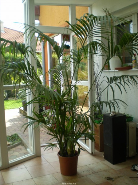 Hovea forsteriana 200 cm