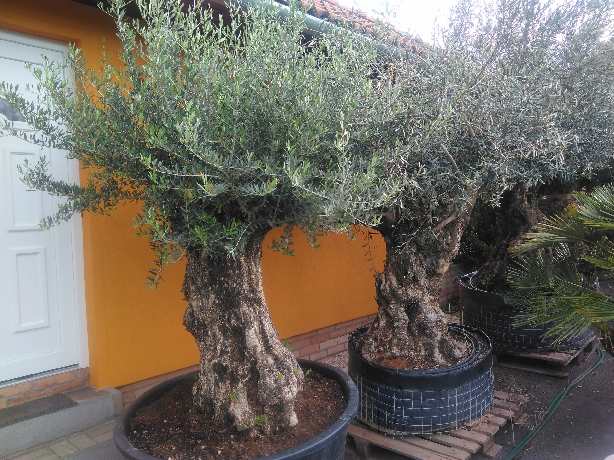 Ostorzsu Olajfa_022.jpg_product