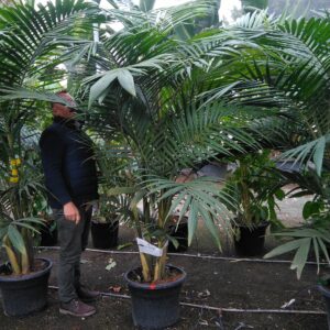 Archontophoenix alexandre cunninghamiana gruppo