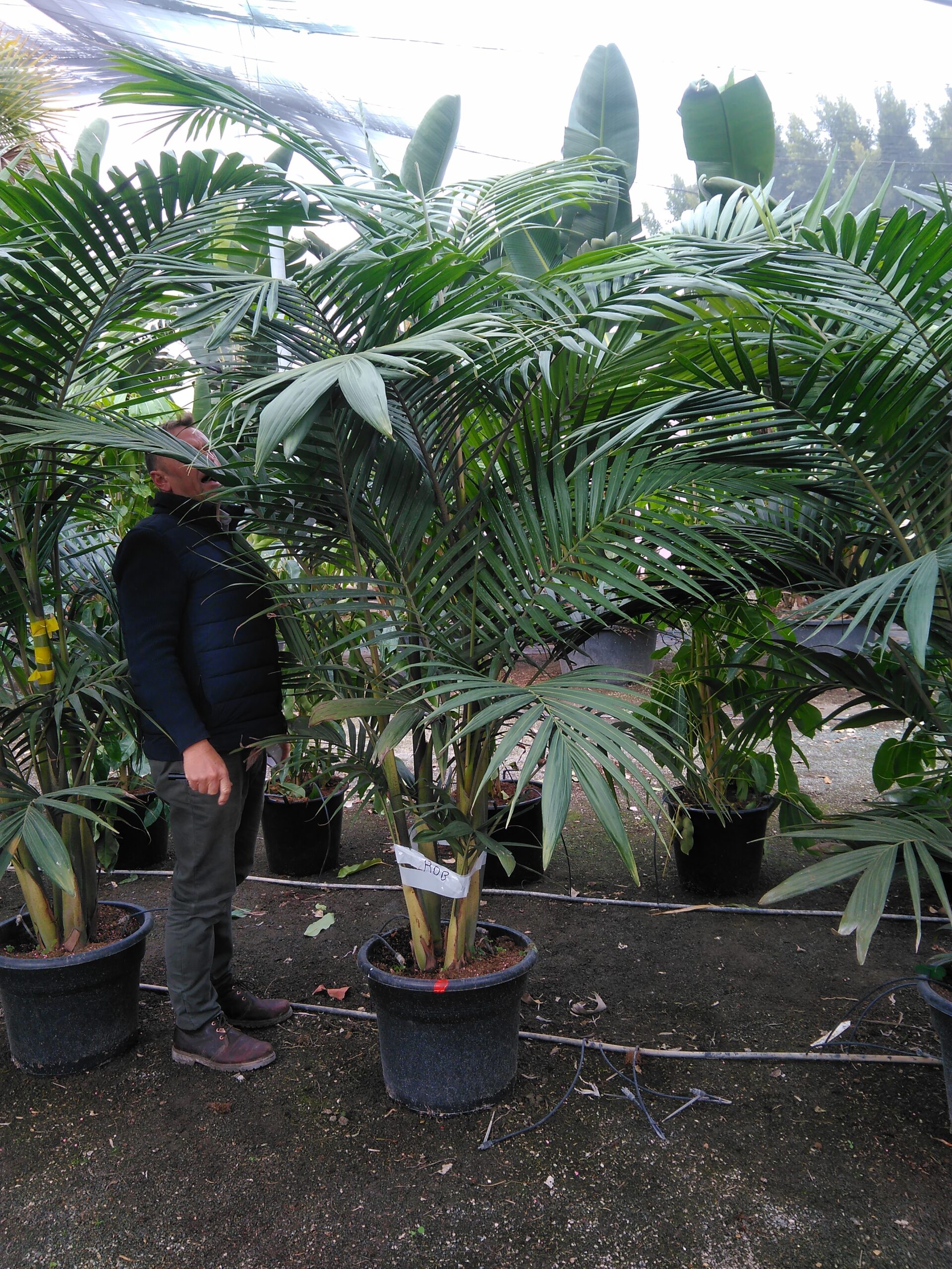 Archontophoenix alexandre cunninghamiana gruppo