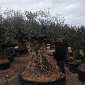 Olea europea gigant bonsai